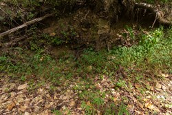 Big White Oak Tract 121