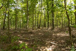 Big White Oak Tract 121