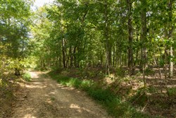 Big White Oak Tract 121