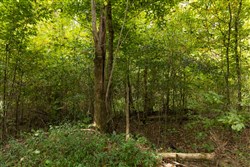 Big White Oak Tract 122