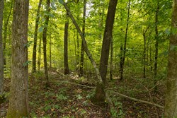 Big White Oak Tract 122