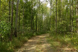 property photo for Big White Oak Tract 123, 6.4 acres for sale in Perry County, Tennessee