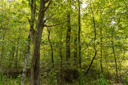 property photo for Big White Oak Tract 123, 6.4 acres for sale in Perry County, Tennessee