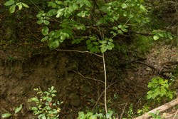 property photo for Big White Oak Tract 123, 6.4 acres for sale in Perry County, Tennessee