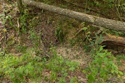 property photo for Big White Oak Tract 123, 6.4 acres for sale in Perry County, Tennessee