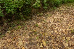 Big White Oak Tract 124