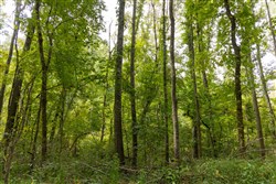 Big White Oak Tract 124