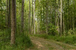 Big White Oak Tract 124