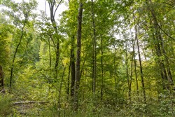 Big White Oak Tract 124