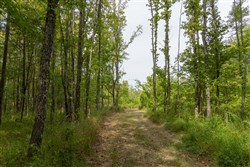 Big White Oak Tract 125