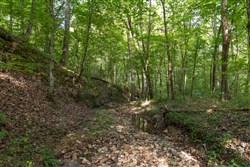 Big White Oak Tract 125