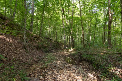Big White Oak Tract 125