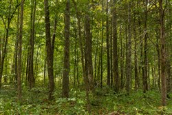 Big White Oak Tract 125