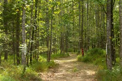 Big White Oak Tract 125