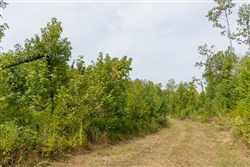 Big White Oak Tract 125