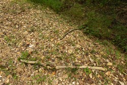 Big White Oak Tract 126