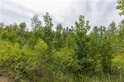 Big White Oak Tract 126