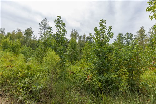 Big White Oak Tract 126