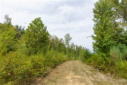 Big White Oak Tract 126
