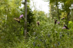 Big White Oak Tract 127