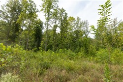 Big White Oak Tract 127