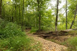 Big White Oak Tract 127
