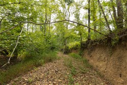 Big White Oak Tract 128