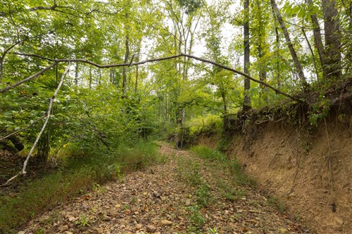 Big White Oak Tract 128