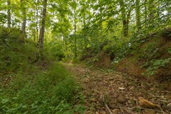 Big White Oak Tract 128