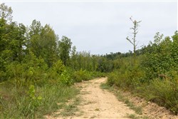 Big White Oak Tract 128