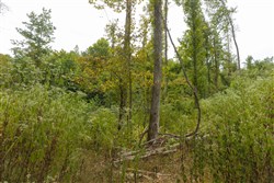 Big White Oak Tract 129
