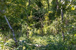 Big White Oak Tract 13