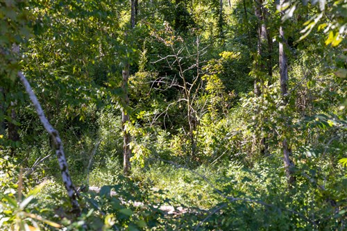 Big White Oak Tract 13