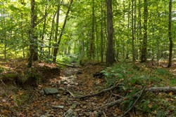 Big White Oak Tract 13