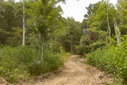 Big White Oak Tract 130