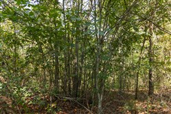 Big White Oak Tract 130