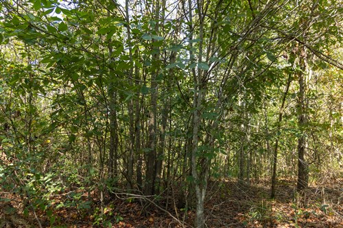 Big White Oak Tract 130