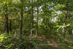 Big White Oak Tract 130