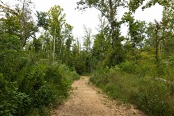 Big White Oak Tract 131