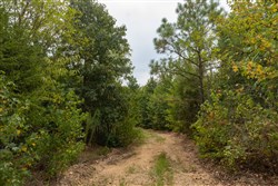 Big White Oak Tract 131