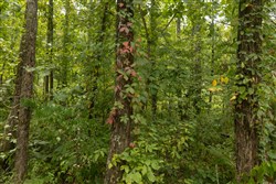 Big White Oak Tract 131
