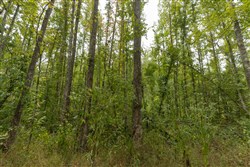 Big White Oak Tract 131