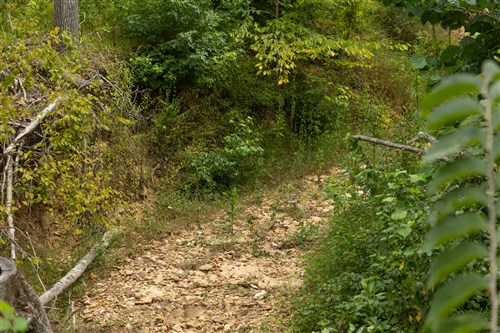 Big White Oak Tract 132