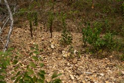 Big White Oak Tract 132