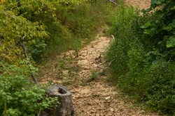 Big White Oak Tract 132