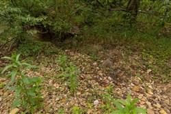 Big White Oak Tract 132