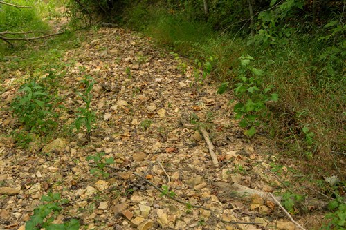 Big White Oak Tract 133
