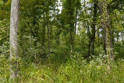 Big White Oak Tract 133