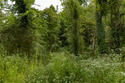 Big White Oak Tract 133
