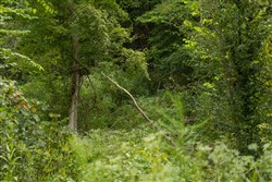 Big White Oak Tract 133